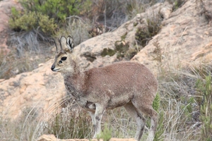 Swartbergpas