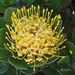 Protea ( speldenkussen)