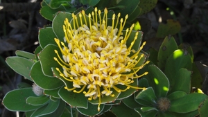 Protea ( speldenkussen)