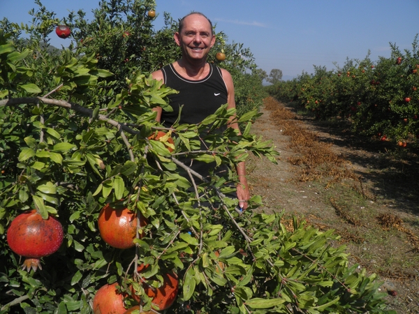 tussen granaatappel plantages