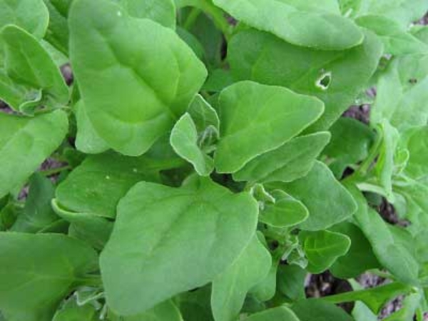 nieuw-zeelandse spinazie, groenten, website