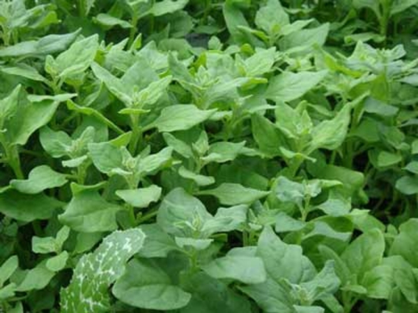 nieuw-zeelandse spinazie, groenten, website