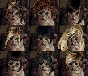 Mijn kat