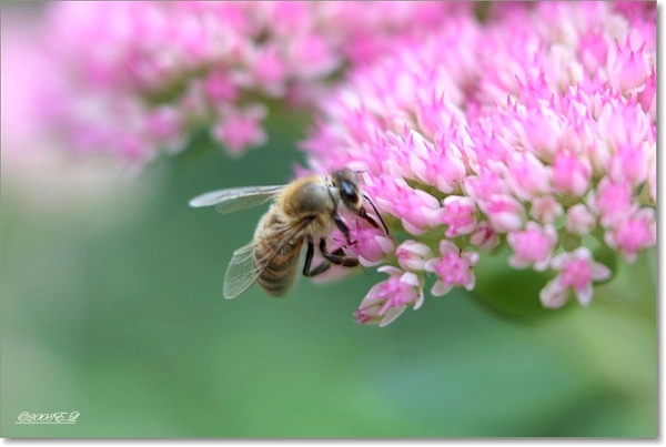 sized_Afbeelding 136