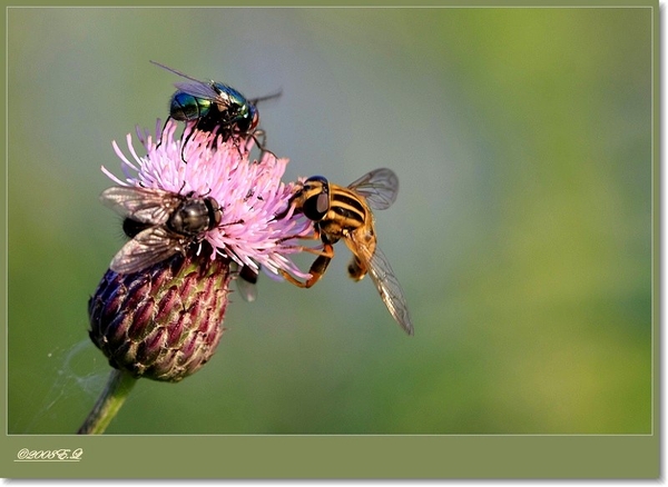 sized_Kopie van Afbeelding 096