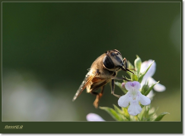 sized_Afbeelding 048