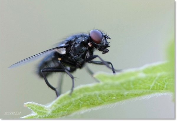 sized_Kopie van Afbeelding 095