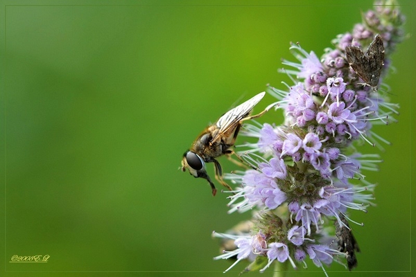 sized_Afbeelding 057