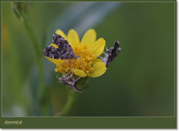 sized_Afbeelding 040