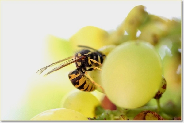 sized_Afbeelding 048