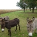 2012-10-21 Merchtem 015