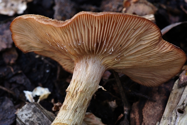 herfst6