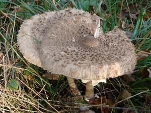 059