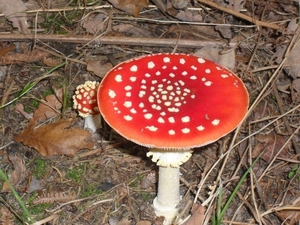 062