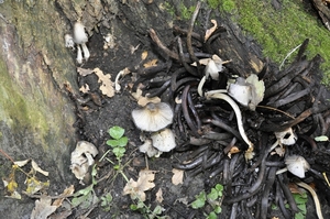 paddestoelen