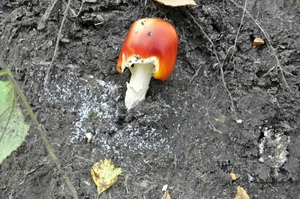 paddestoel