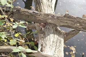 afbraak van de natuur