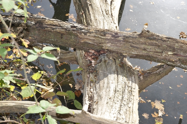 afbraak van de natuur