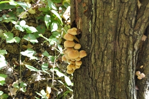 paddestoeltjes
