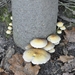 nog paddestoelen