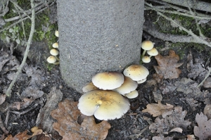 nog paddestoelen