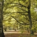 nog wachten op de echte herfstkleuren