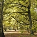 nog wachten op de echte herfstkleuren