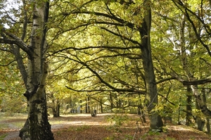 nog wachten op de echte herfstkleuren