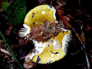 SERIEFRUITS (n 142)  (ici champignon oct. 2005)