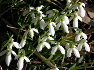 FLEURS PARC