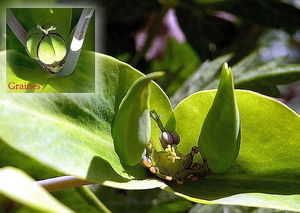 FLEUR PARC  (printemps)