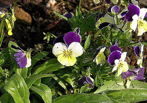 FLEURS PARC   (printemps)