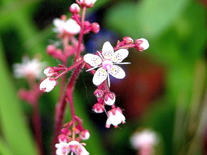 FLEURS PARC   (printemps)