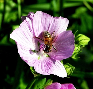 Vieille photo fleur estivale PARC + INSECT