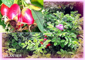 FLEURS PARC  EGLANTIER