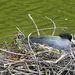 ETANG GENTINNES nidification .