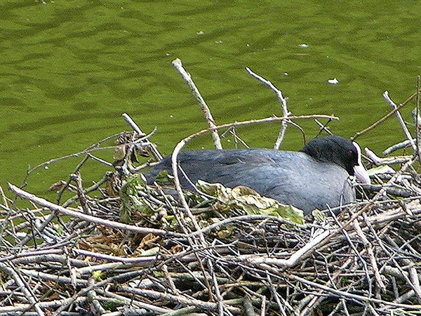 ETANG GENTINNES nidification .