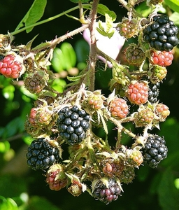 FRUITS ESTIVALES du murier.