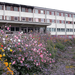 ct arrire, LOGEMENTS, FLEURS (aprs feu)