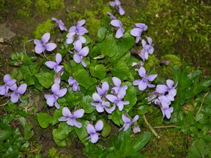 FLEURS PARC