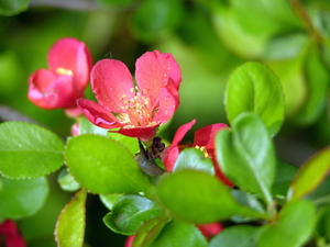 FLEURS PARC