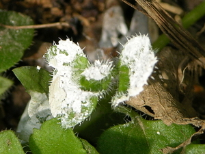 FLEURS PARC (tout petit, sur le sol mme) ! )