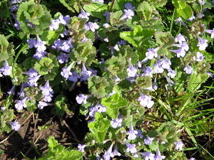 FLEURS PARC