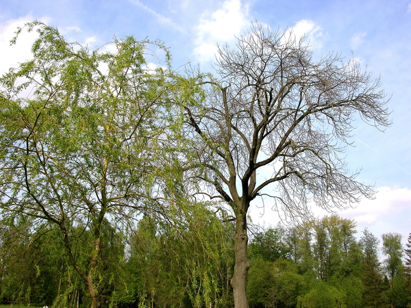 PARC  PLANTES ARBRES (bord tang)