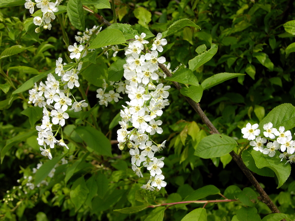 FLEURS PARC