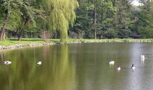 ETANG CANARDS