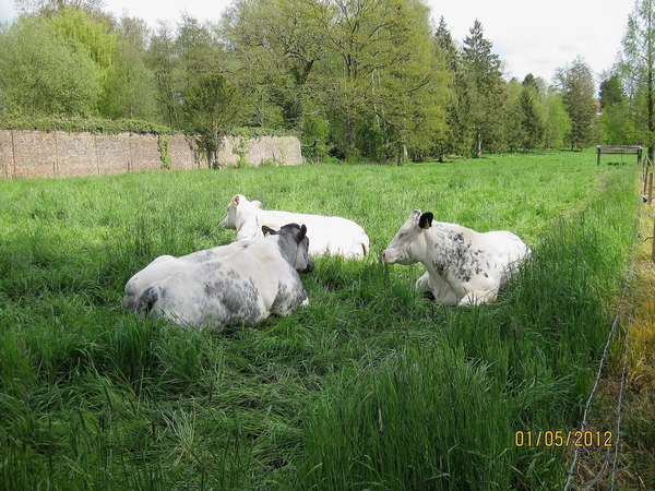 PARC   ANIMAUX DANS LE PRE.