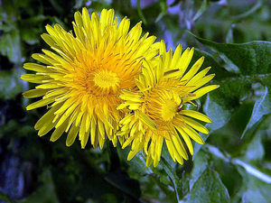 FLEURS PARC  le 'pissenlit' (comestible) .