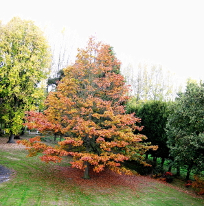 PARC  PLANTES