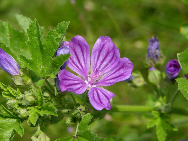 FLEURS PARC